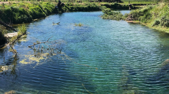 Waiora Restoration Projects